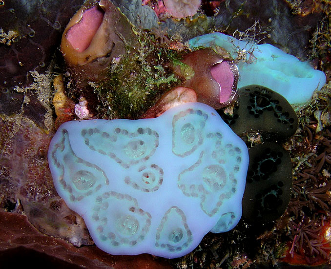 Baby Blue Soft Coral