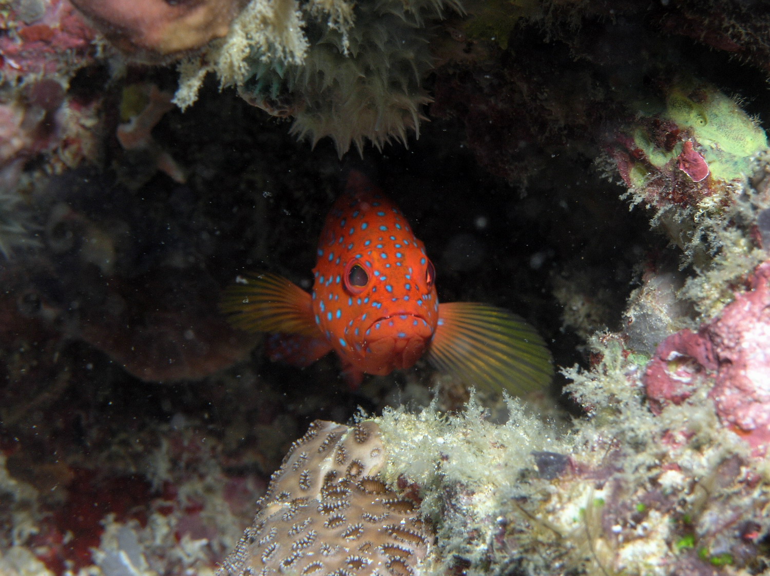 Baby coral grouper