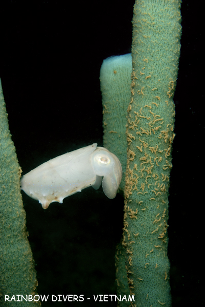 Baby cuttlefish, Nha Trang, Vietnam, Rainbow Divers