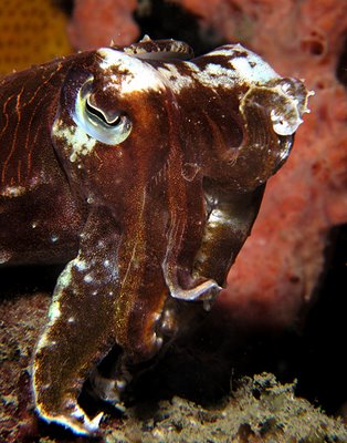 Baby Cuttlefish: "The Stance"