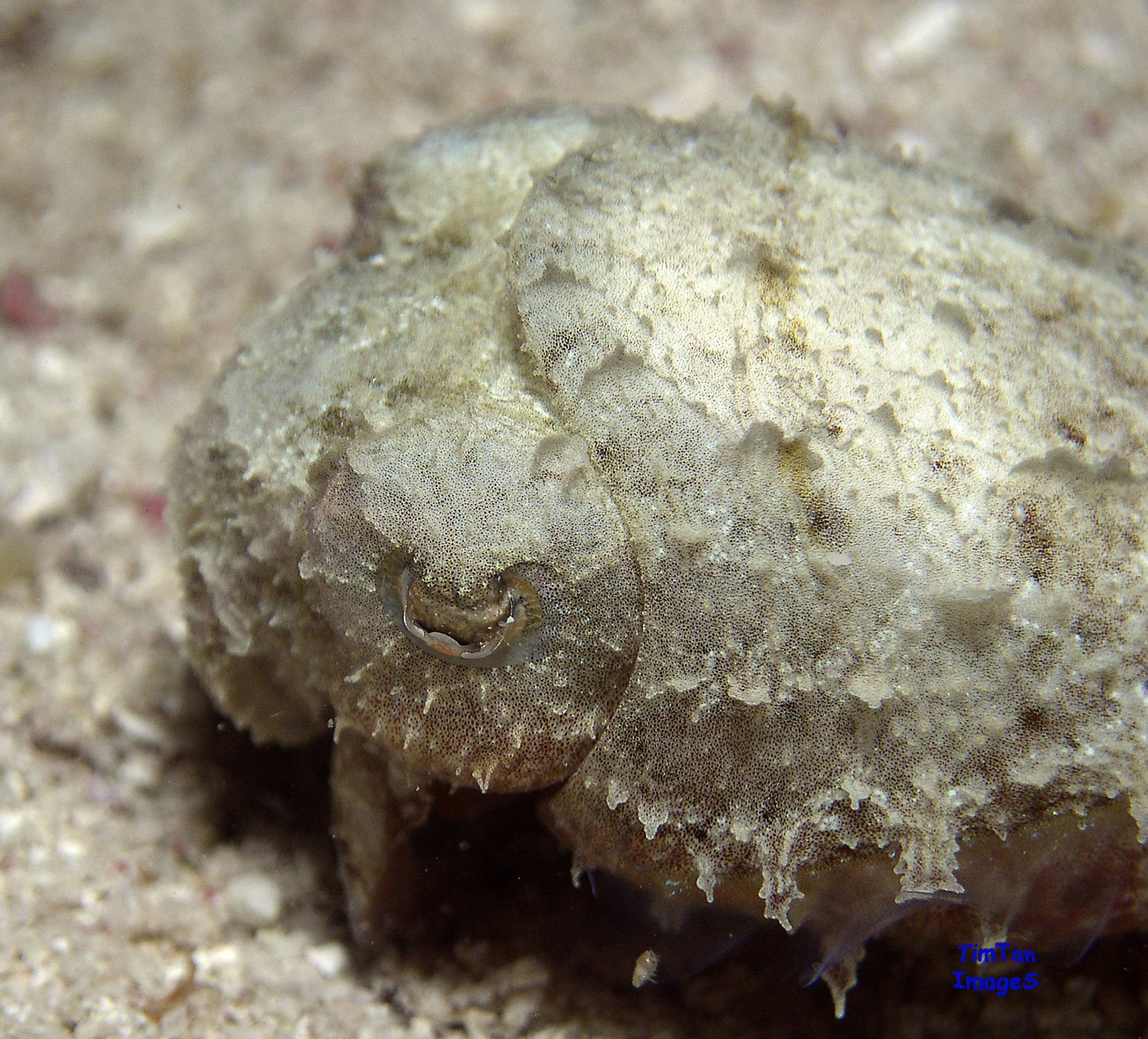 baby-cuttlefish