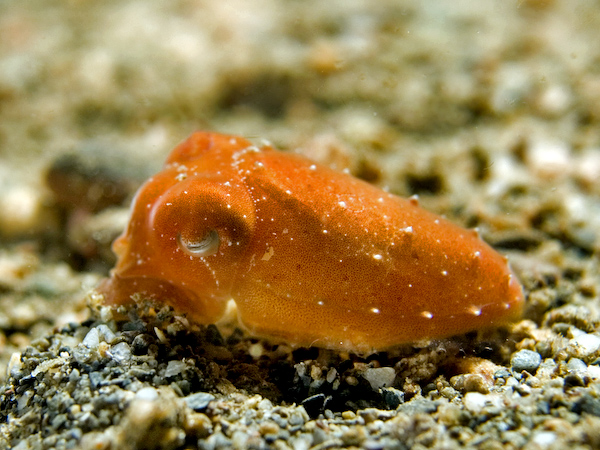 Baby cuttlefish