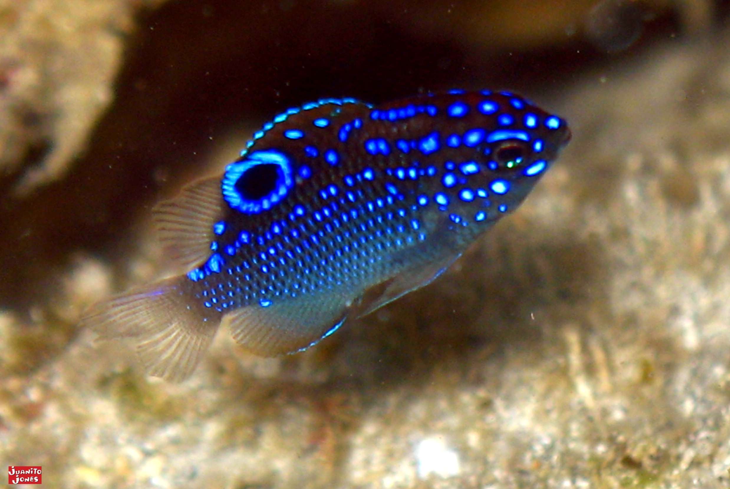 Baby Damselfish