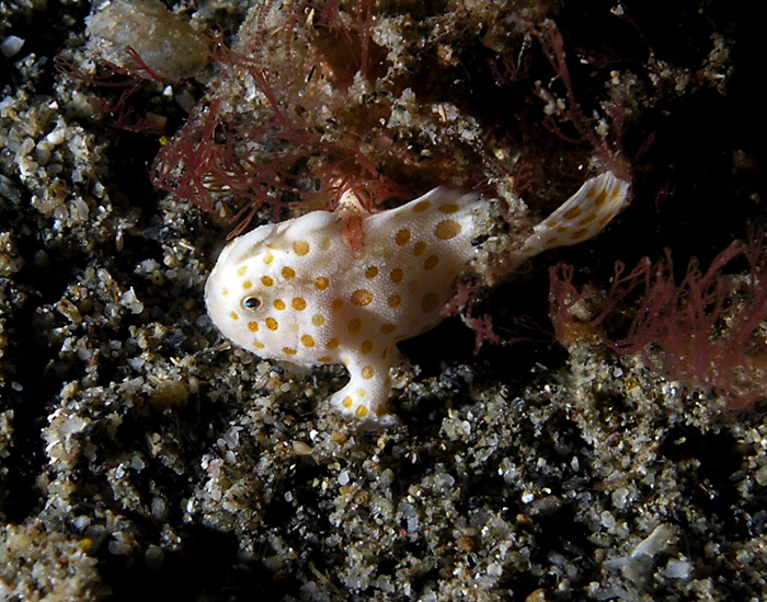 Baby Frogfish