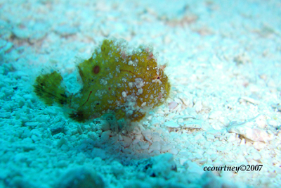 Baby Frogfish