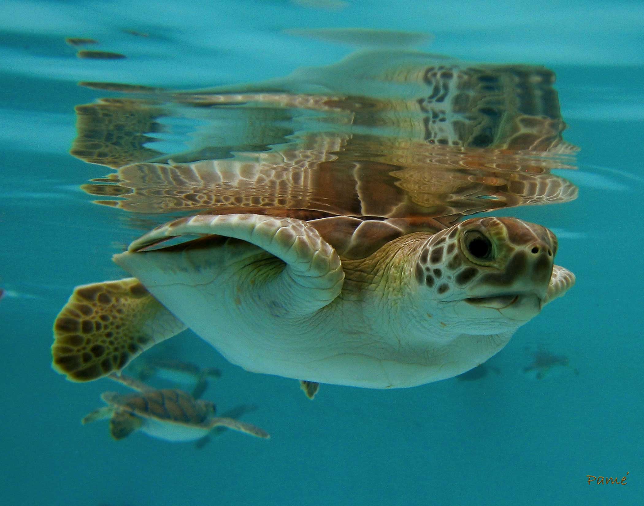 Baby Green Sea Turtle