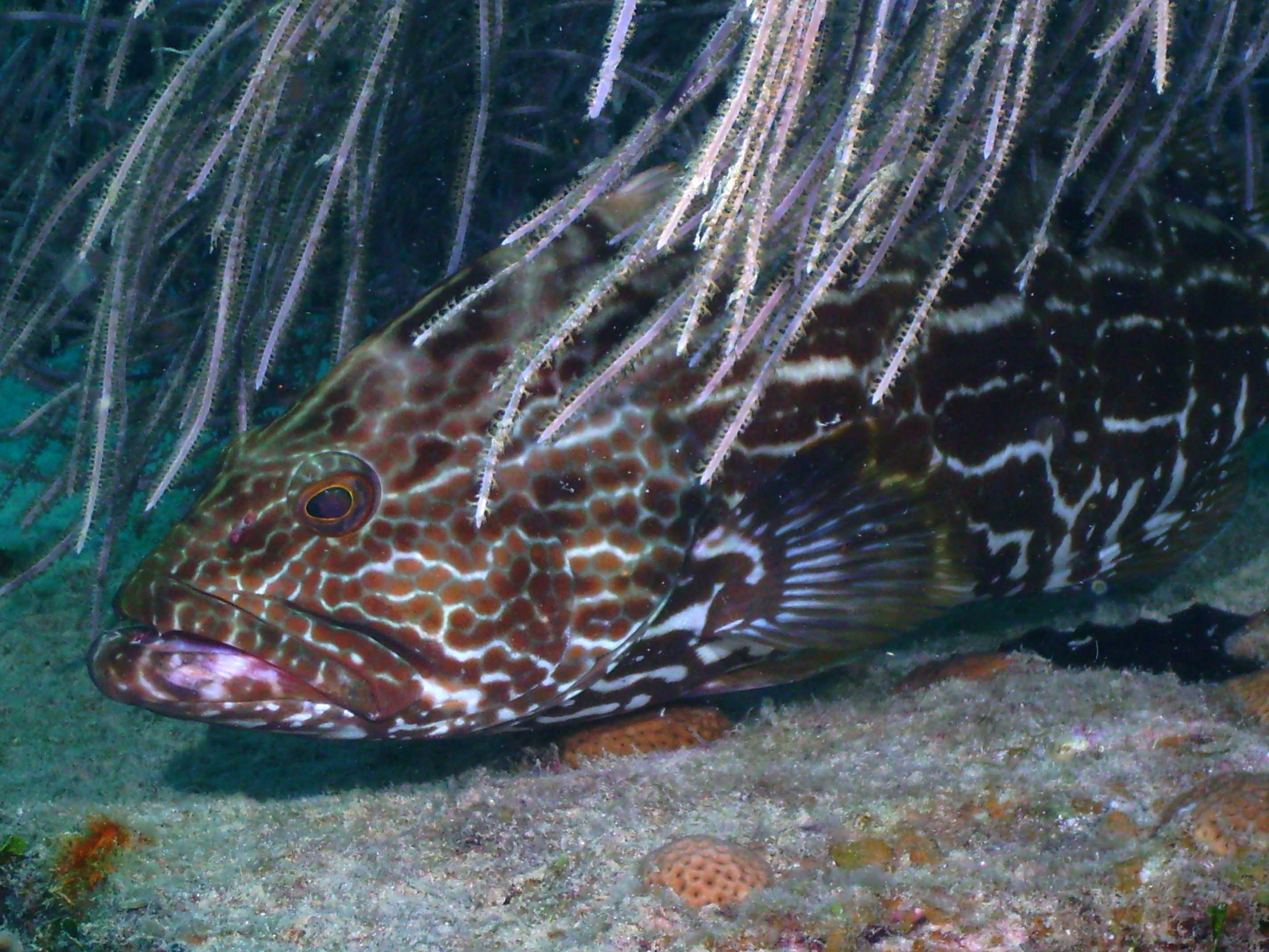 Baby grouper