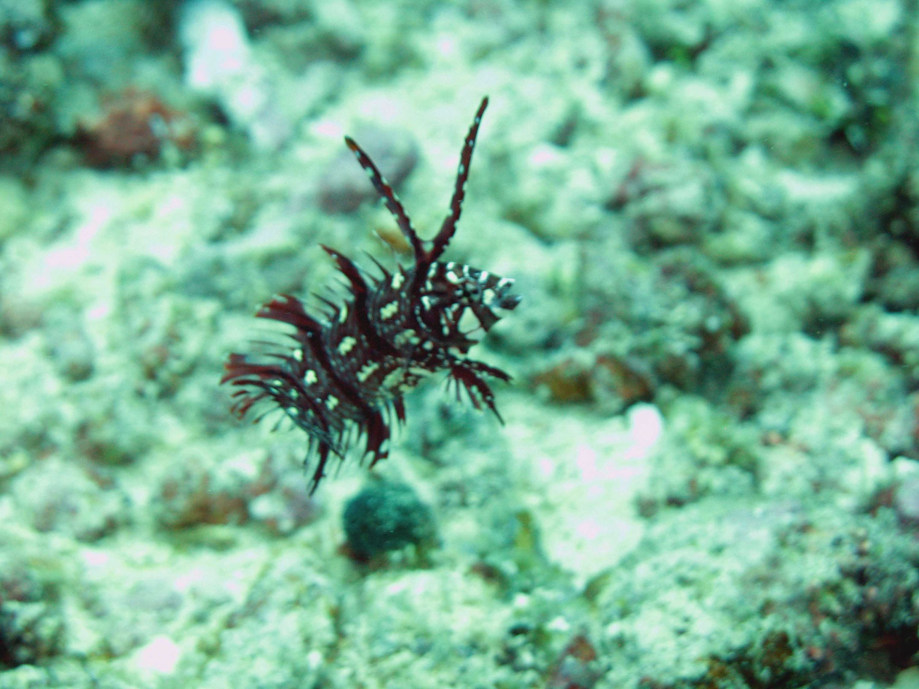 Baby Lionfish