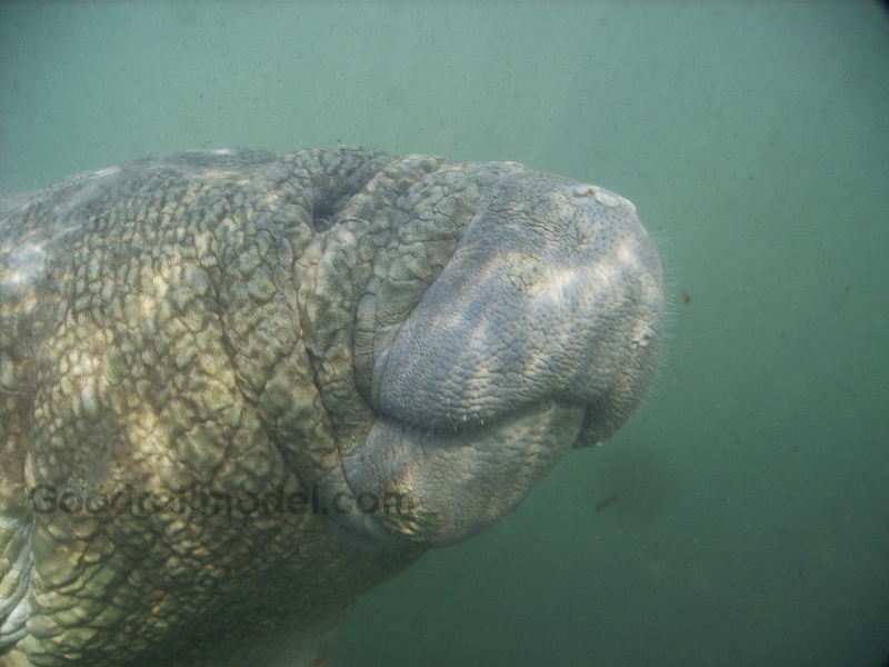 Baby Manatee