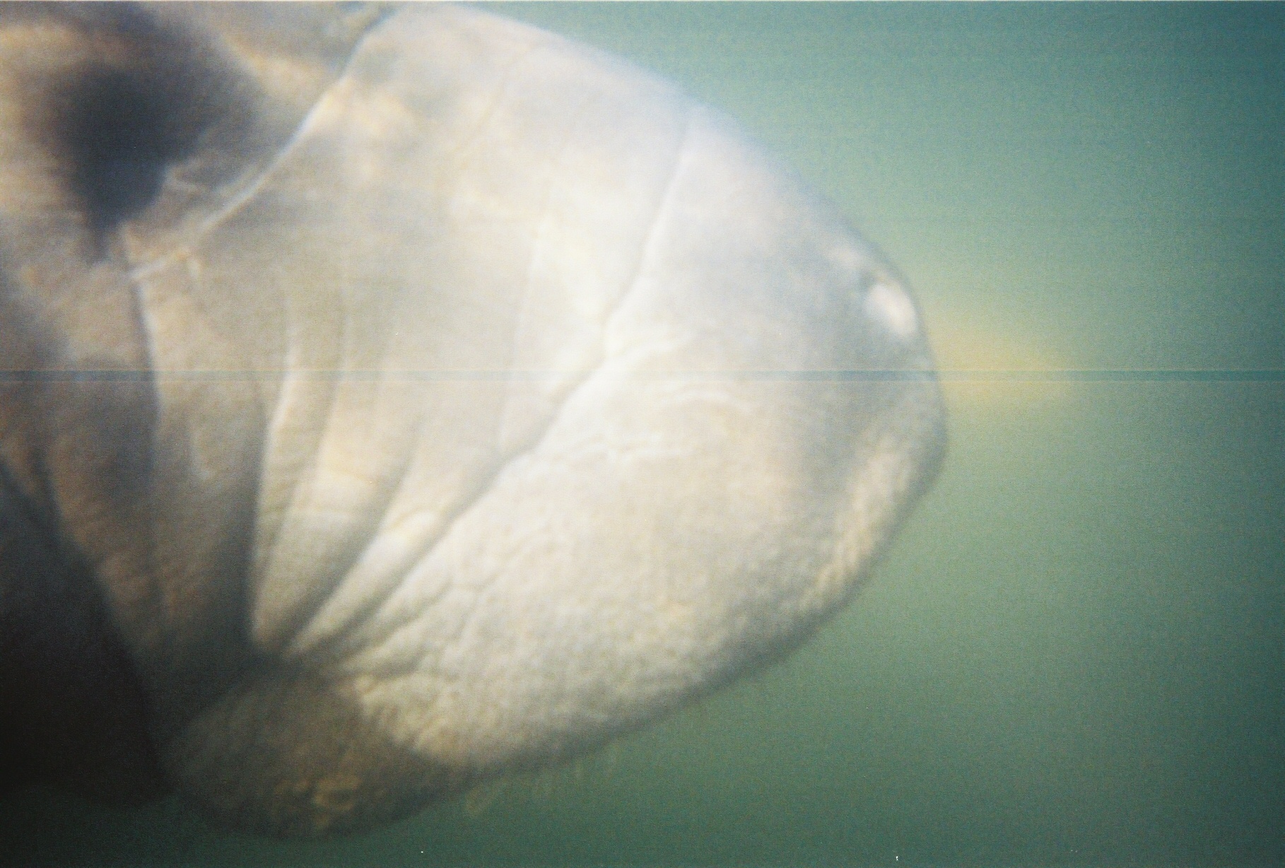 Baby Manatee2