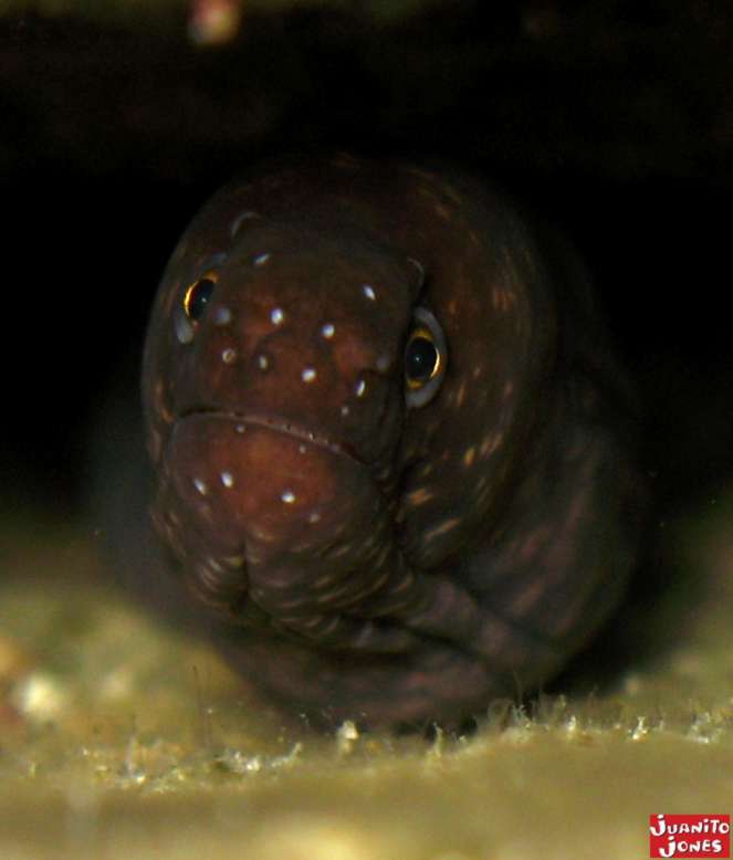 Baby Moray eel