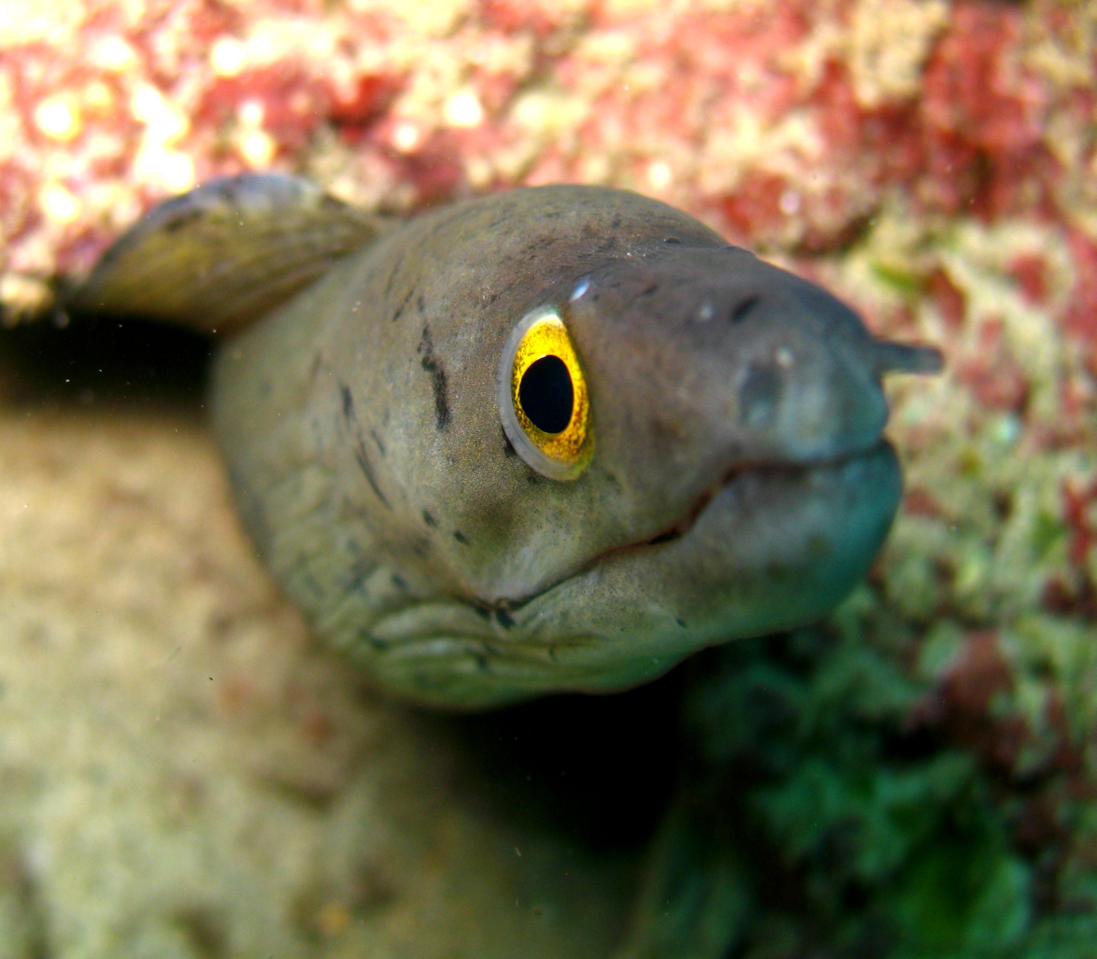 Baby Moray eel