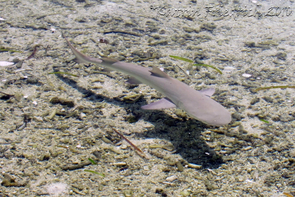 Baby nurse shark