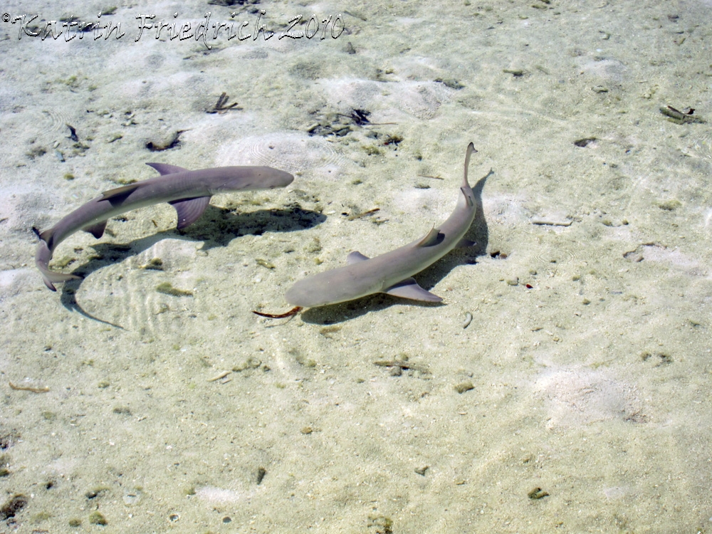 Baby nurse sharks