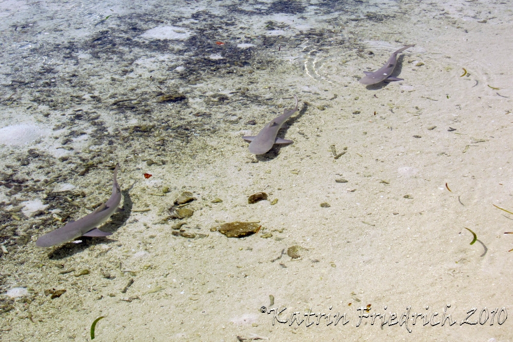 baby nurse sharks