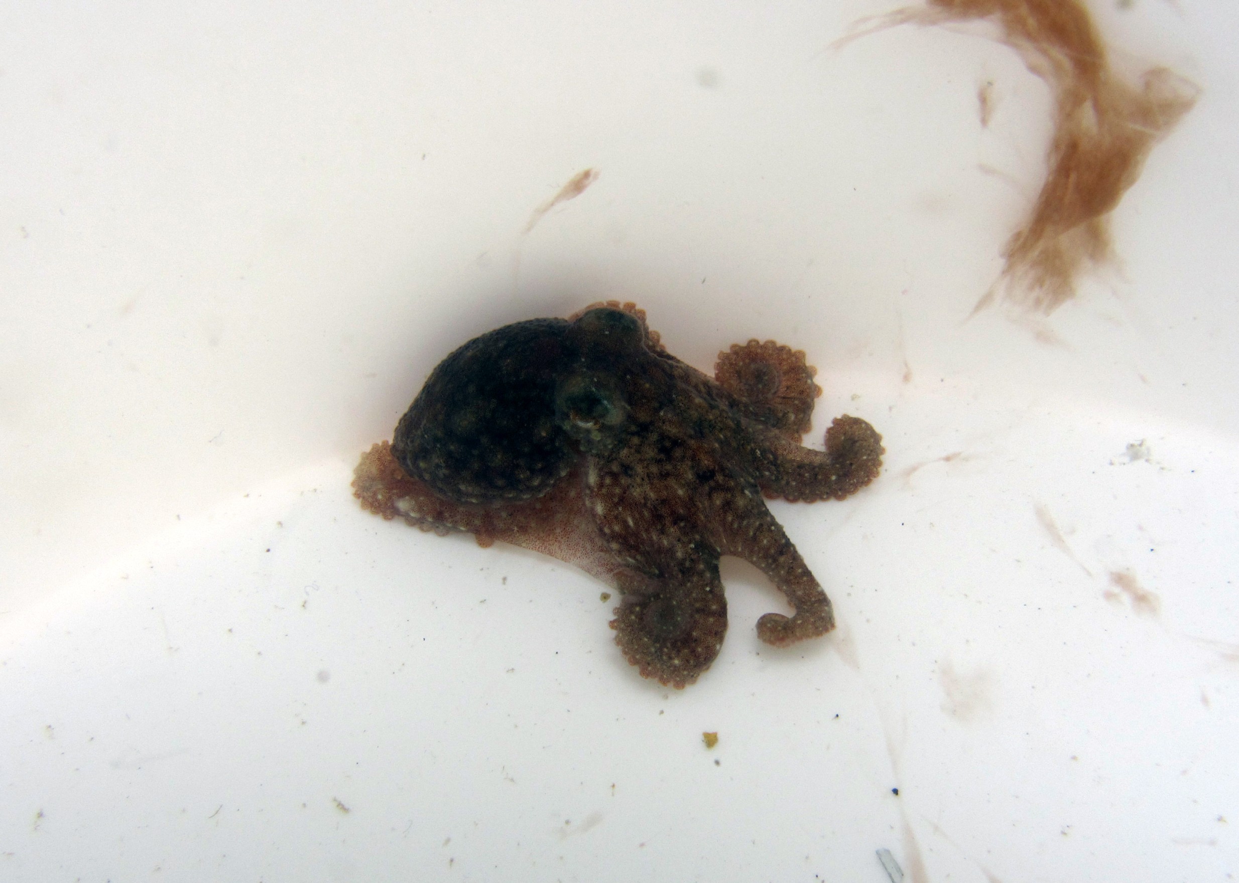 baby octopus