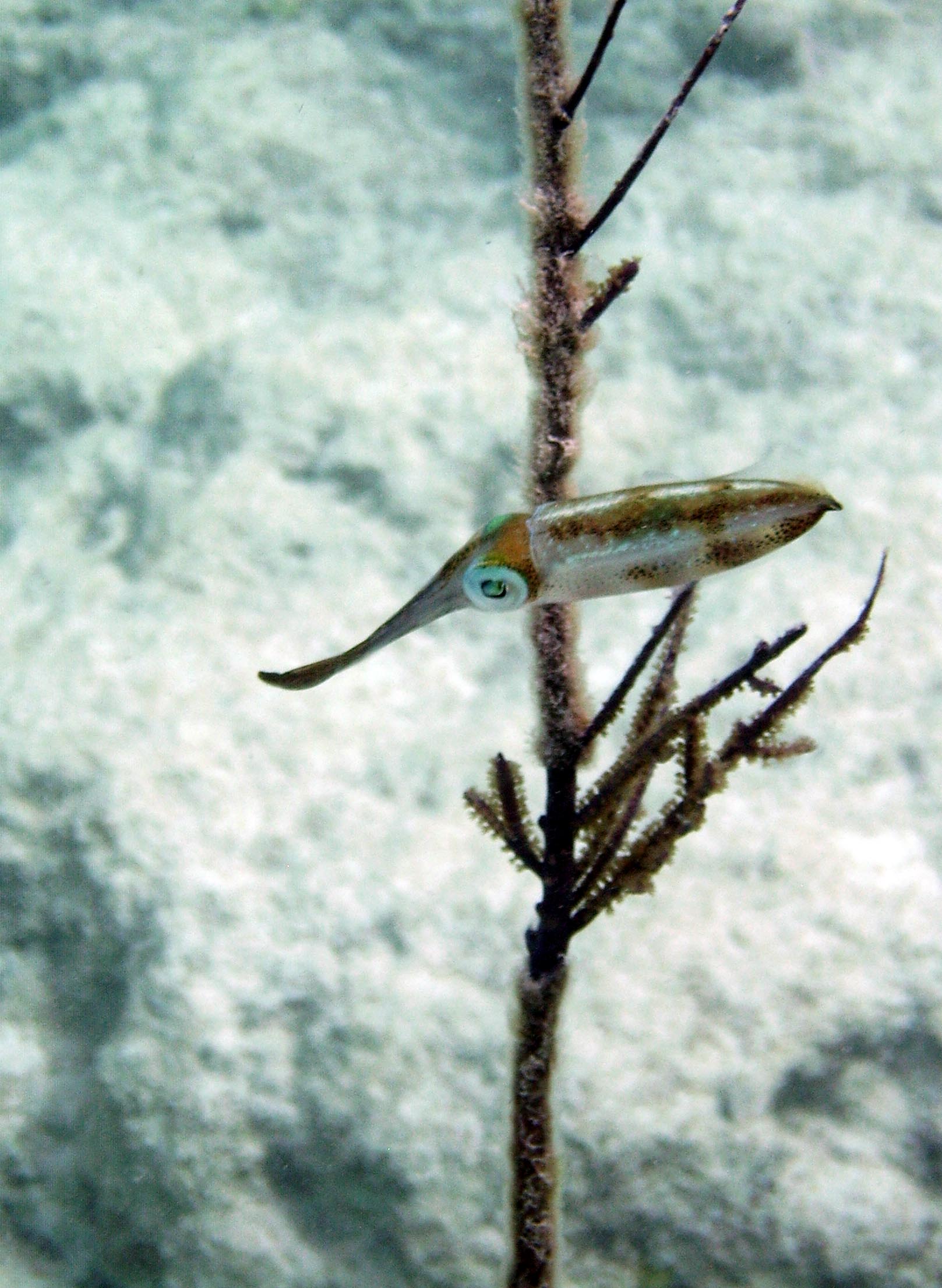 Baby on a dawn snorkel