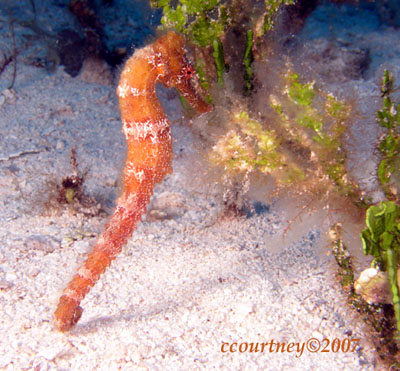 Baby Orange Seahorse