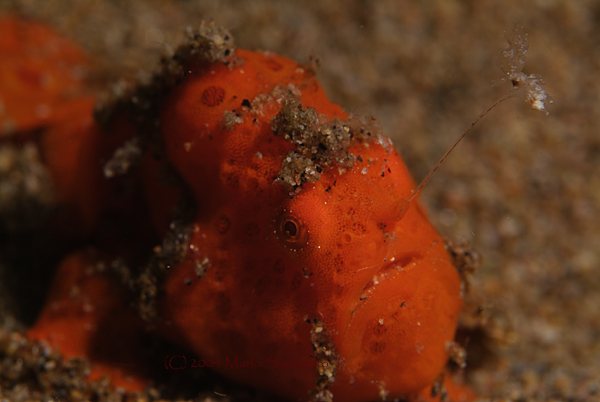 Baby Painted Frogfish