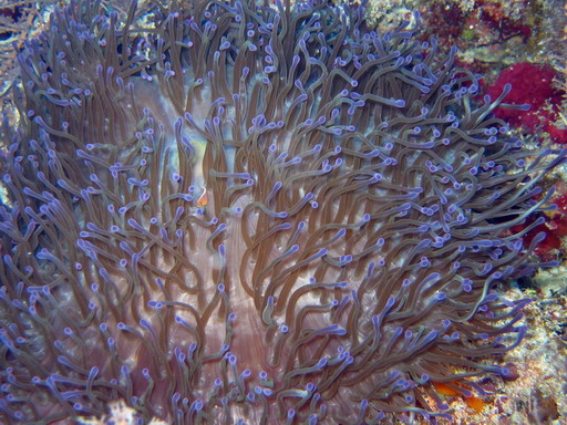 Baby Pink Anemone Fish