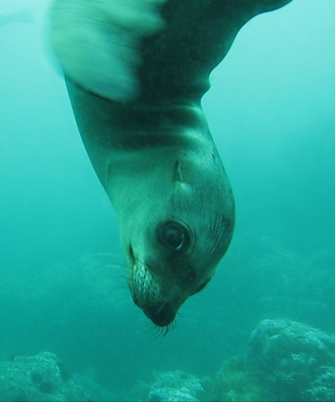 Baby Sea Lion at Underwater Arch, Anacapa