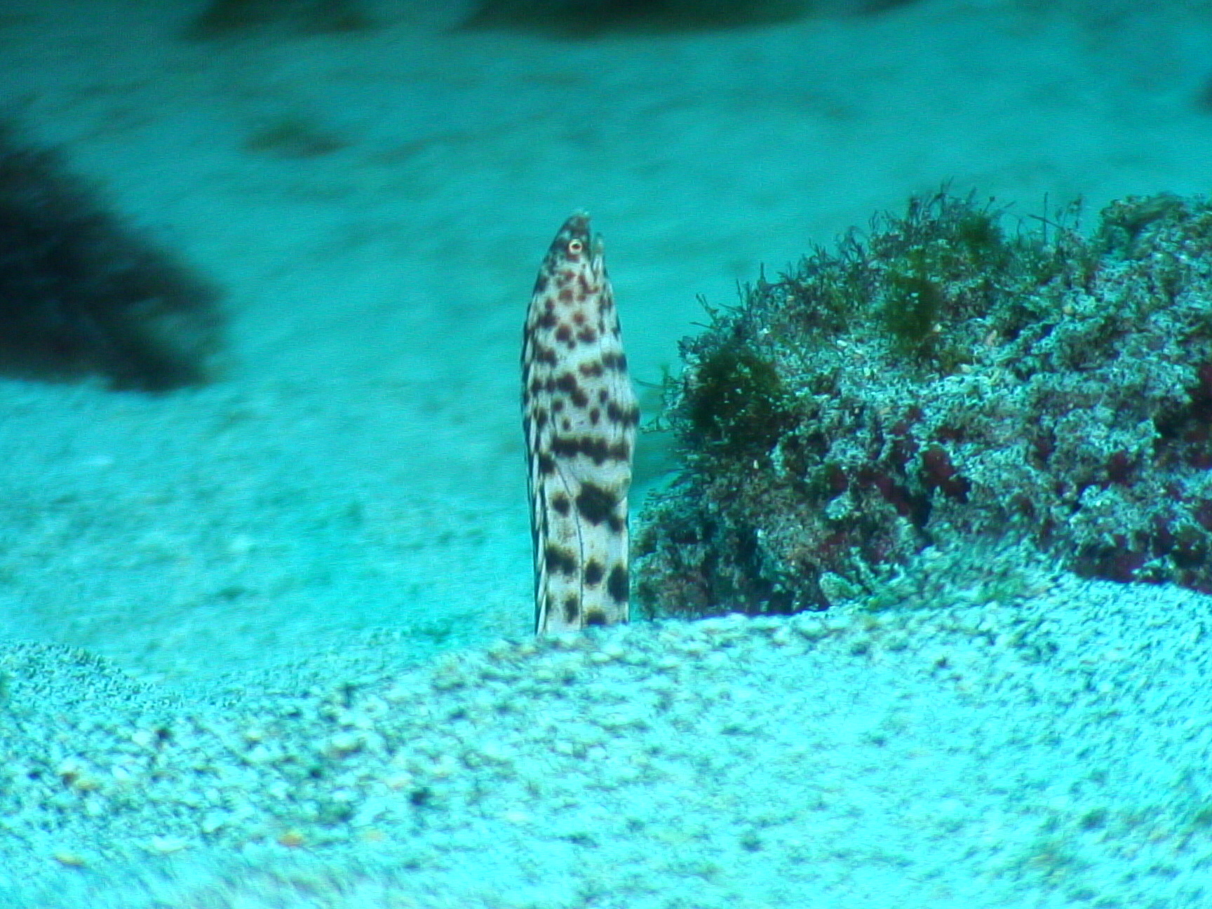 Baby Snake Eel