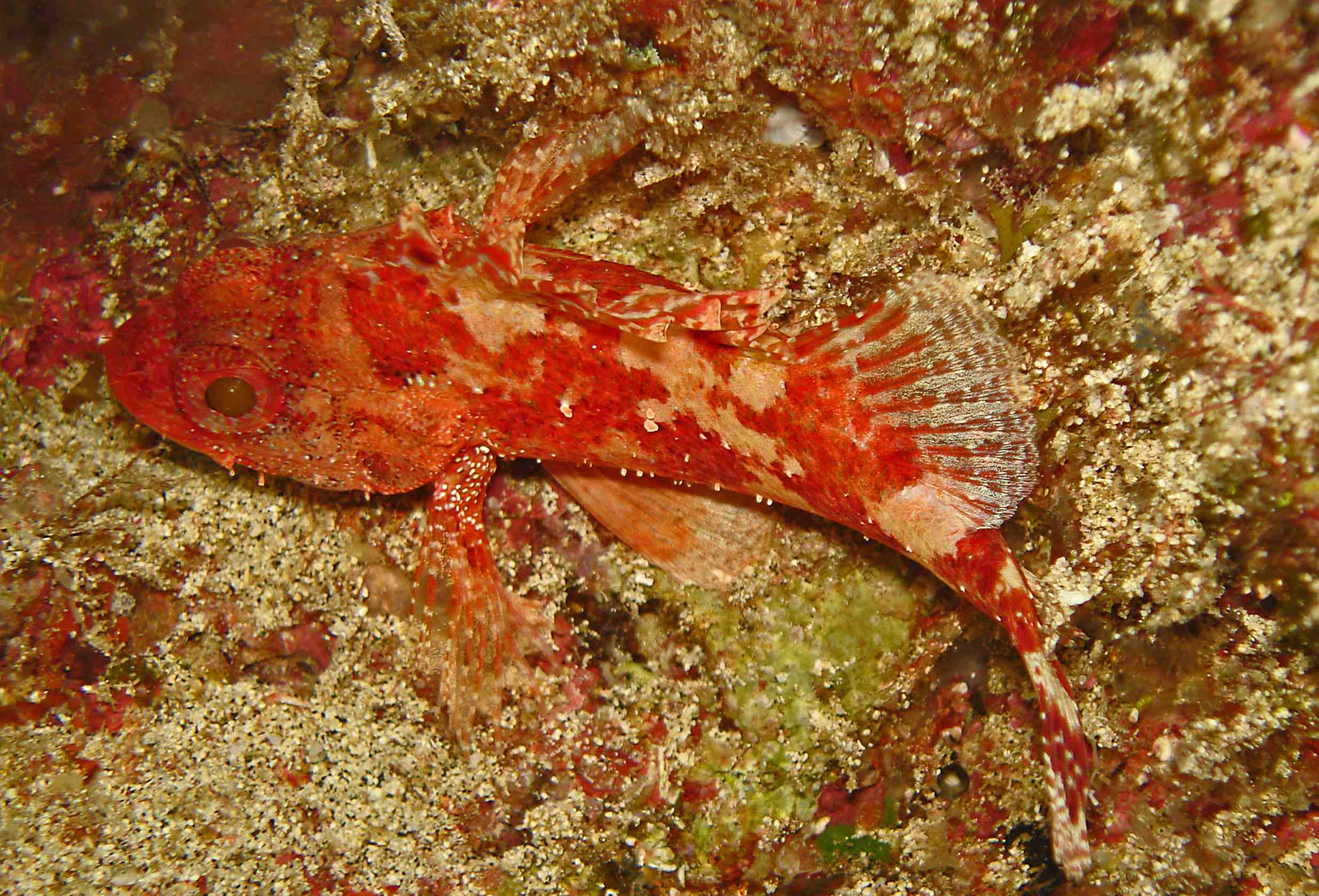 Baby Stone Fish Fonsky