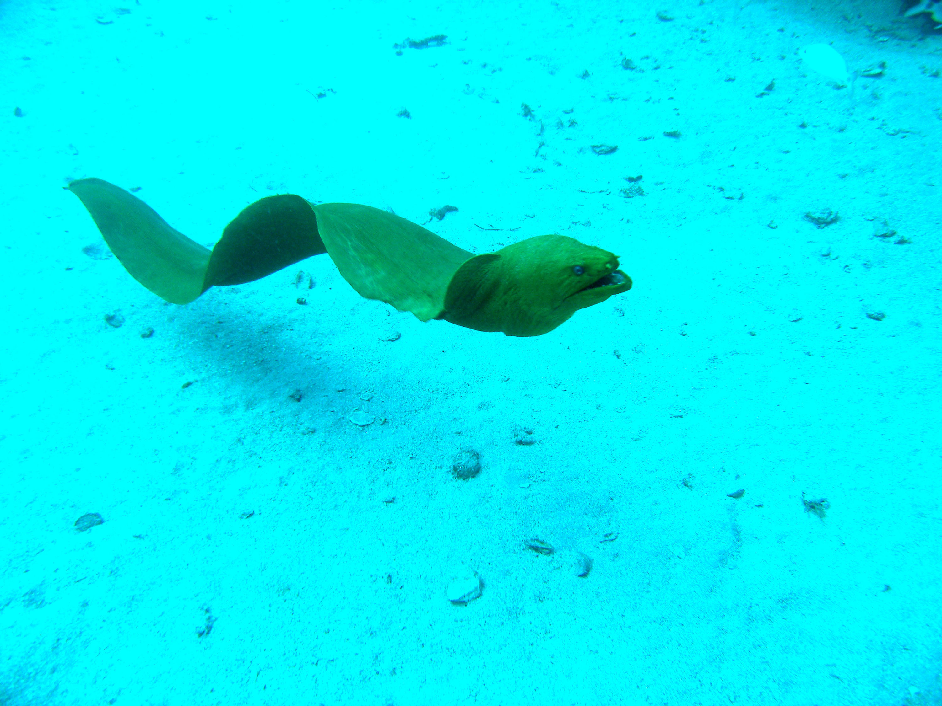 Baby, the moray eel