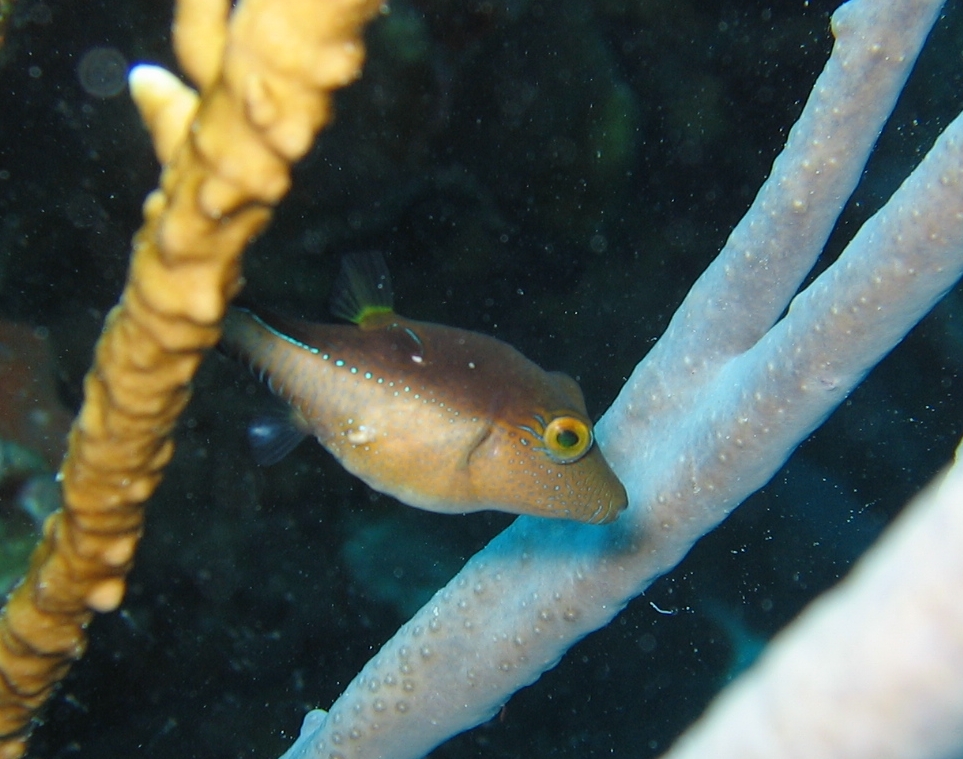 baby trunkfish