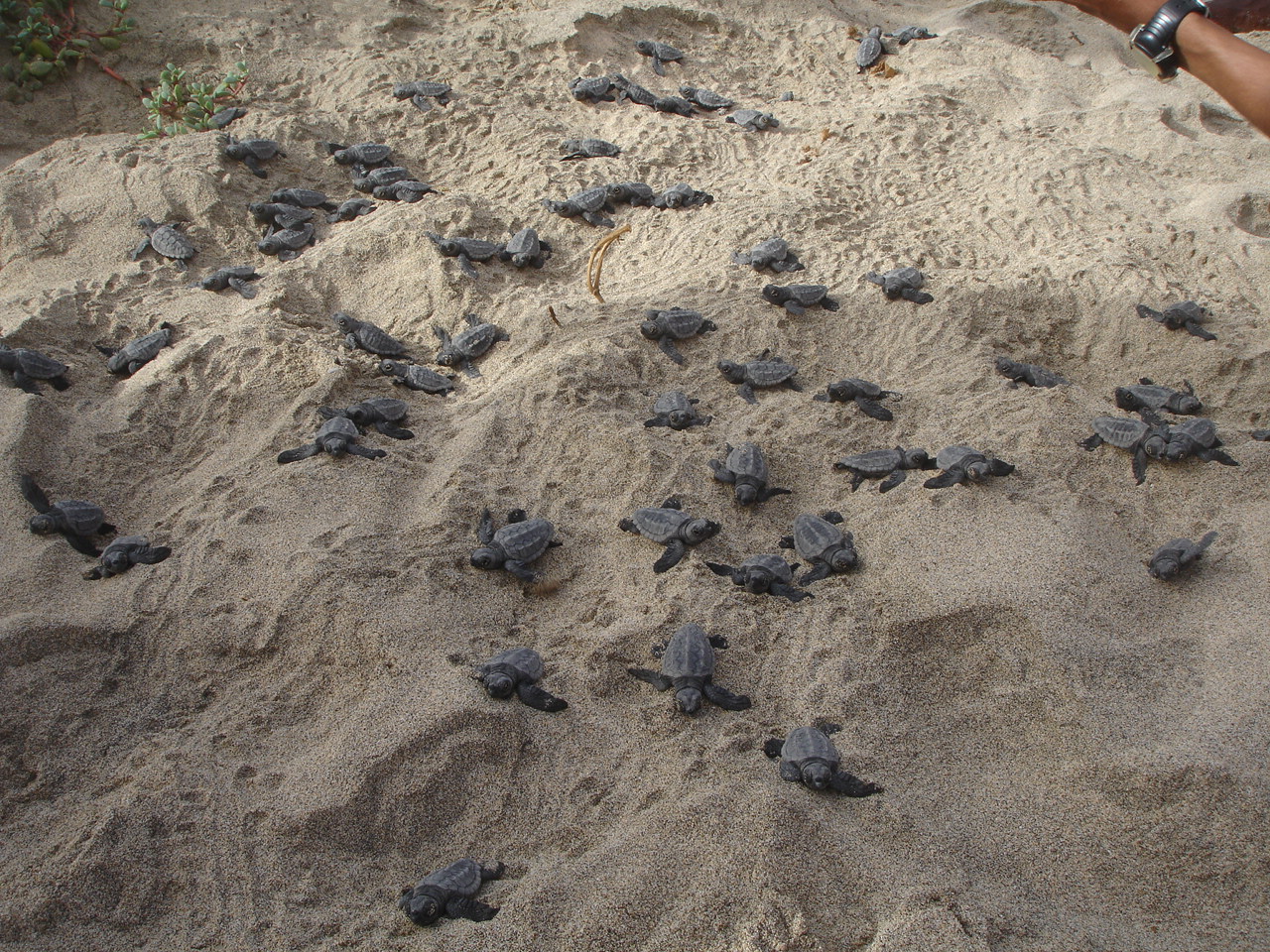 Baby Turtles!!