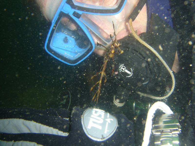 Baby Weedy and diver