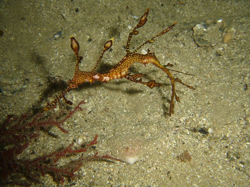 Baby Weedy Sea Dragon