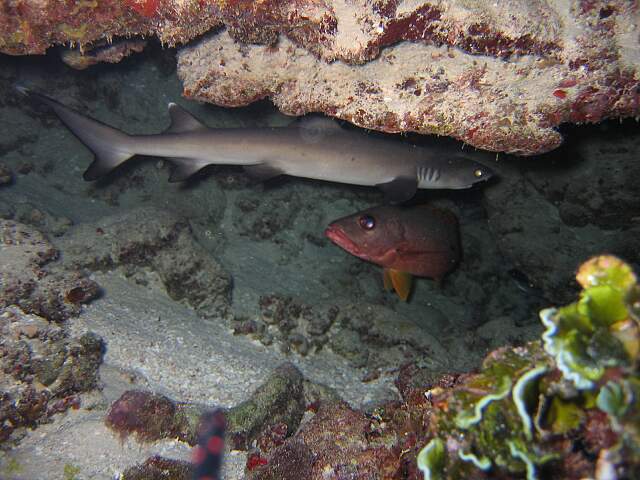 Baby Whitetips