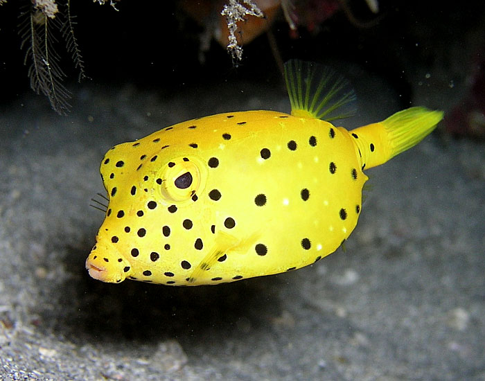 Baby Yellow Boxfish