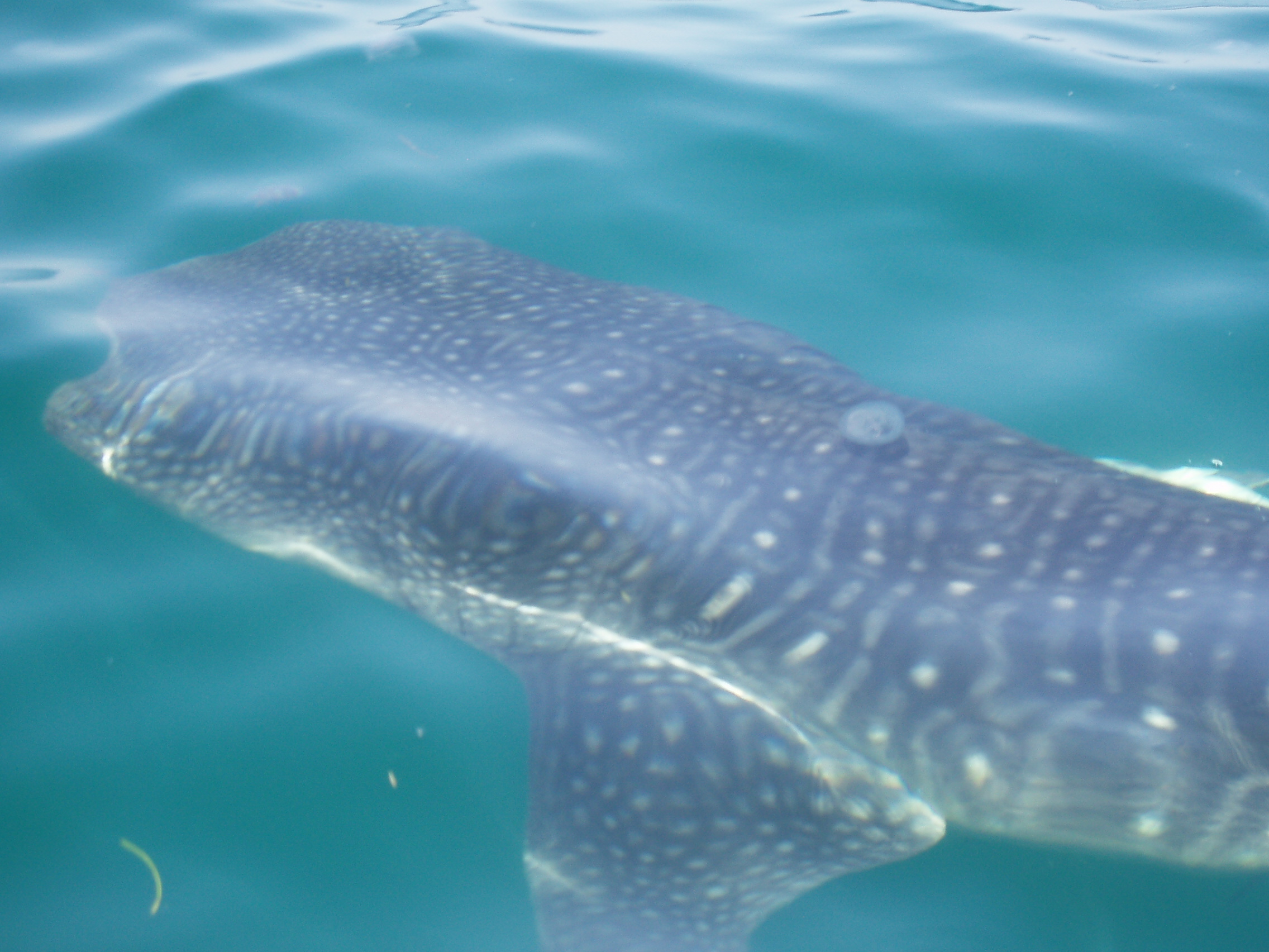 Baby_Whale_Shark_Holbox