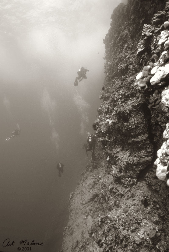 Back Wall - Molokini