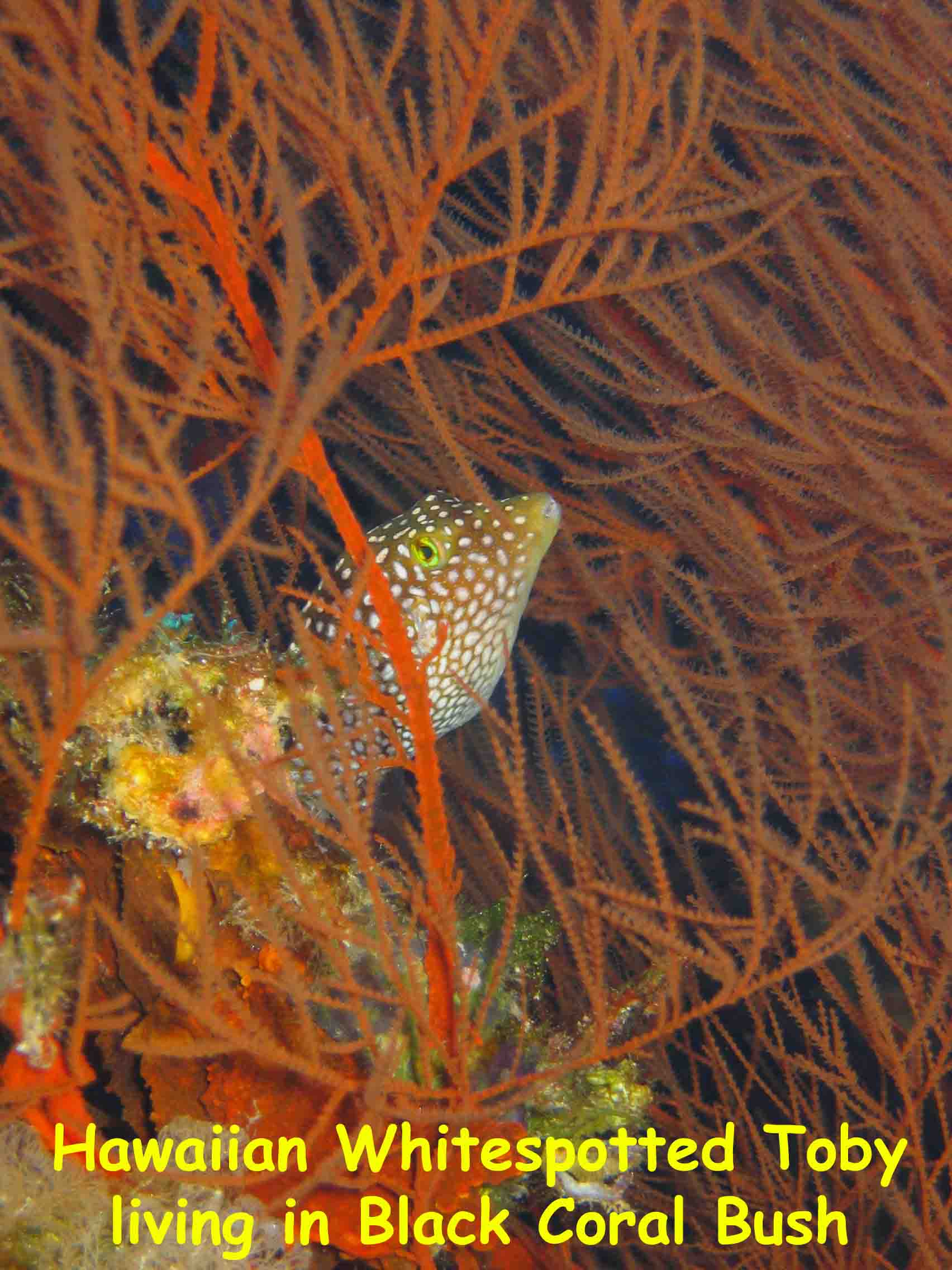 Backwall, Molokini