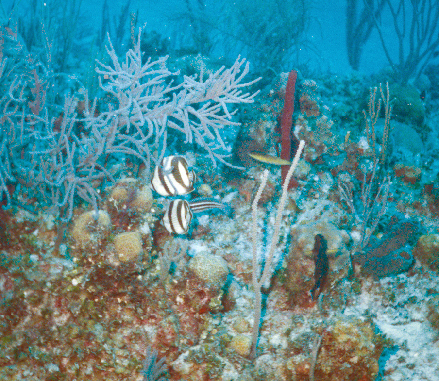 bahamas - Banded Butterfly