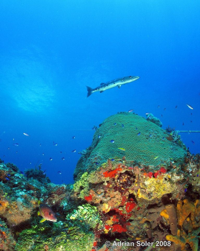 Bahamas Barracuda Over Wreck