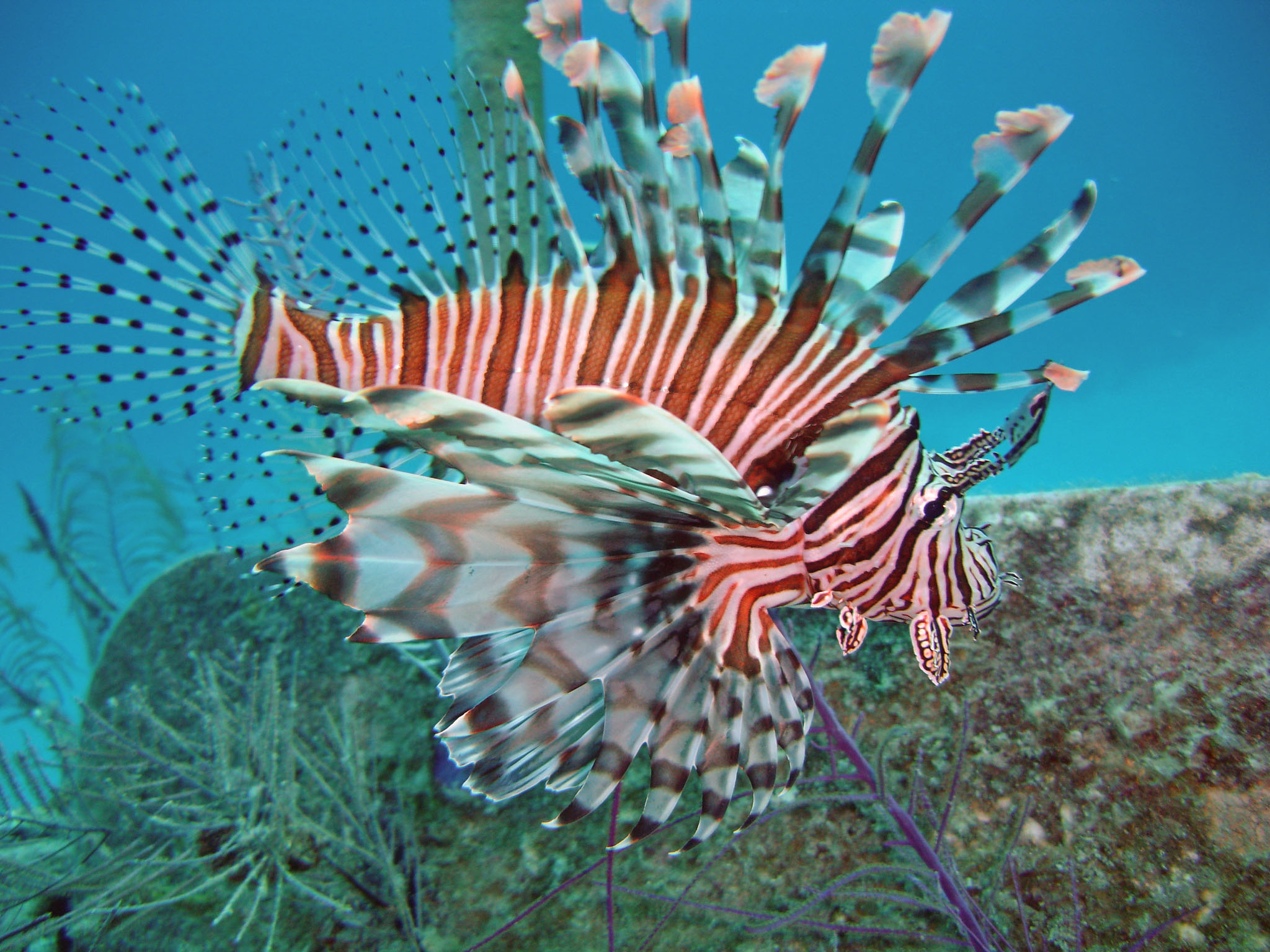 Bahamas Lion Fish