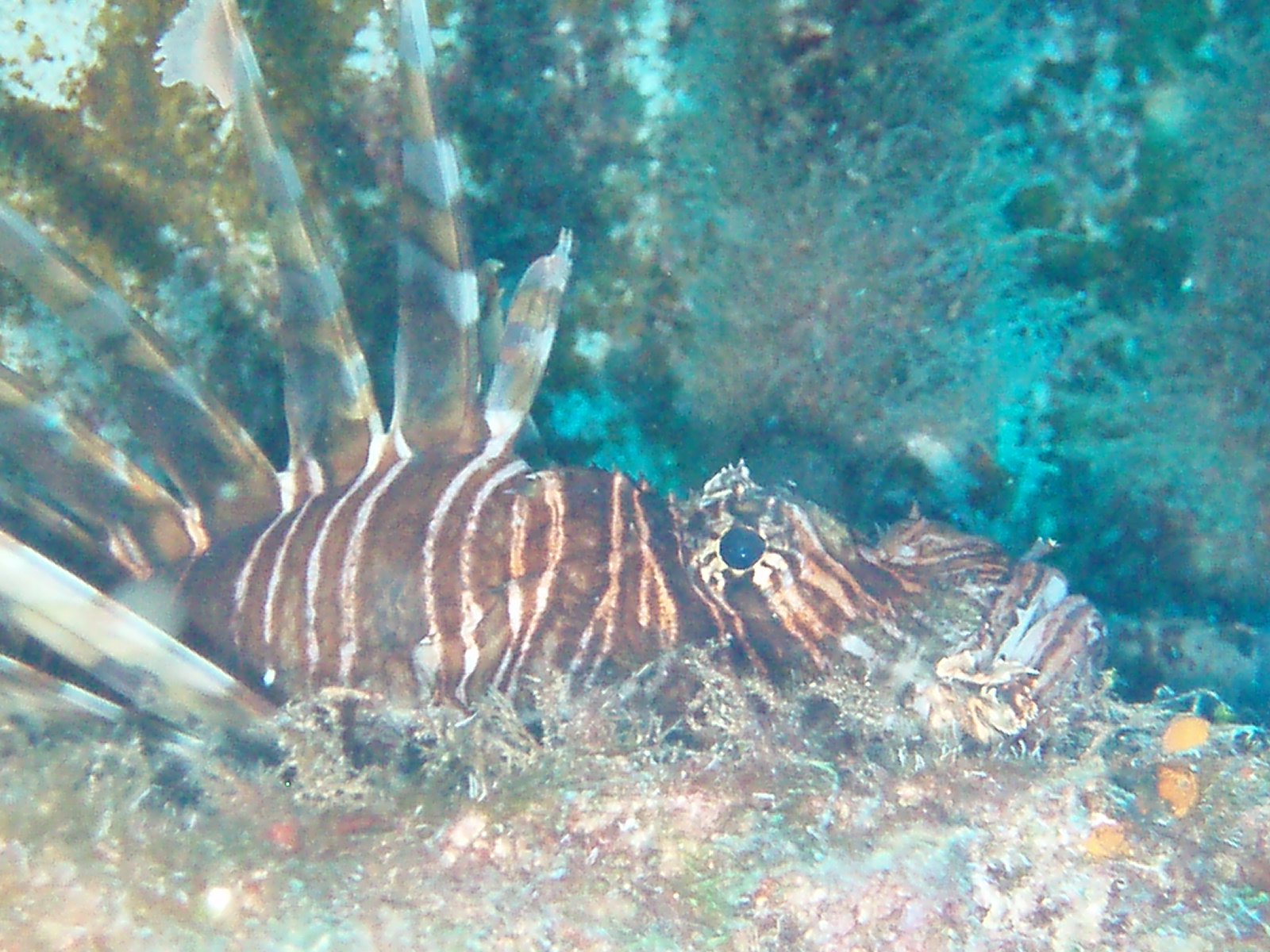 Bahamas Lionfish