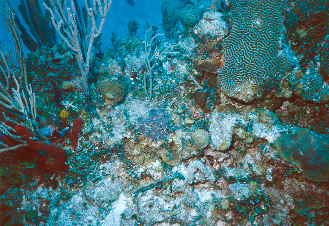 bahamas -  Plume Worm