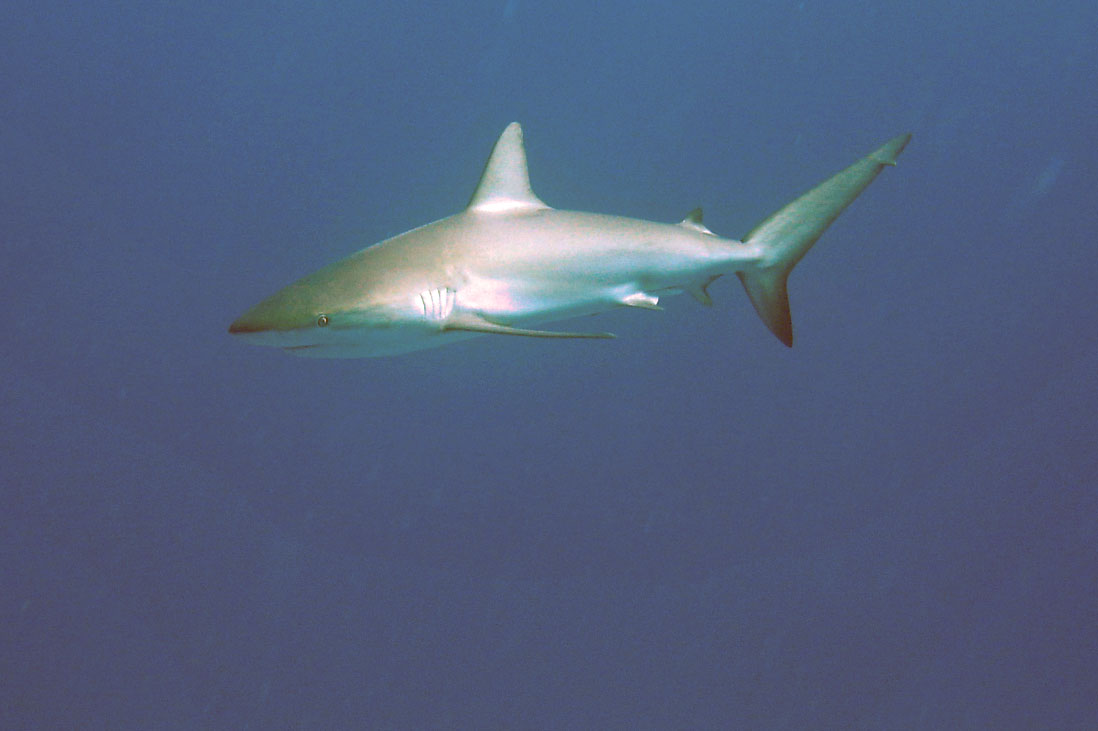 Bahamas Reef Shark