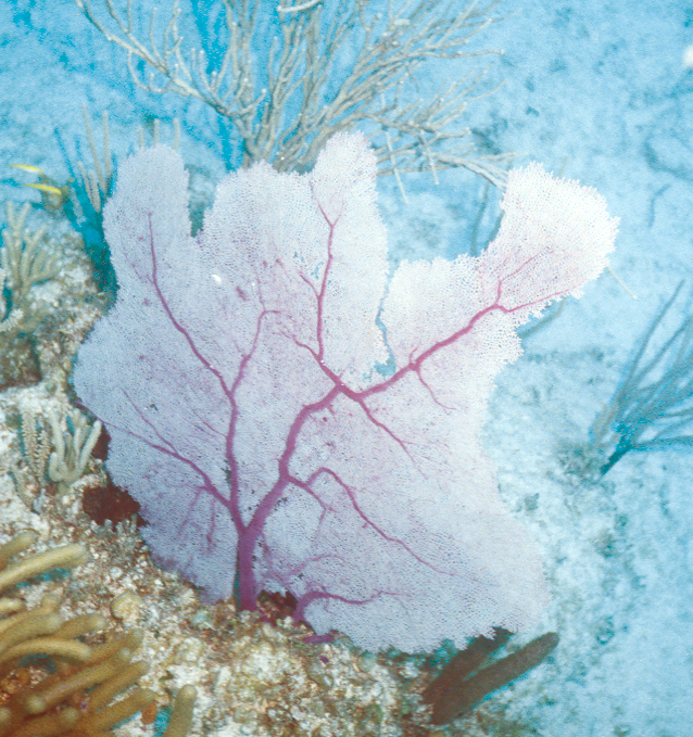 bahamas - Sea Fan