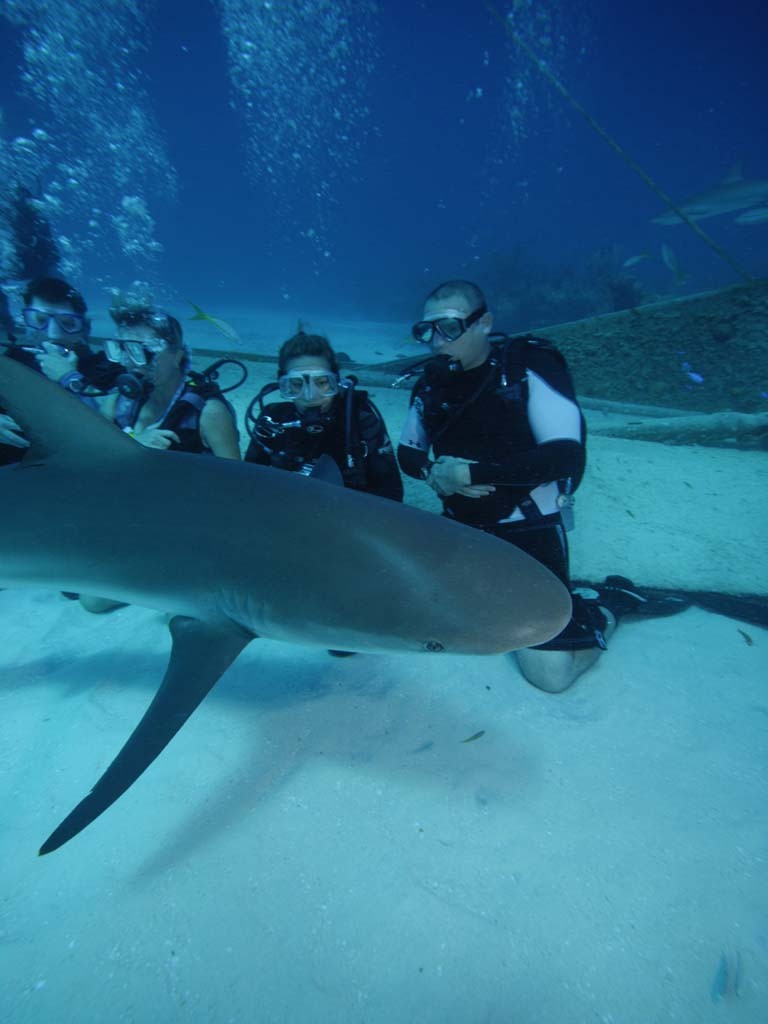 Bahamas Shark Dive 2008