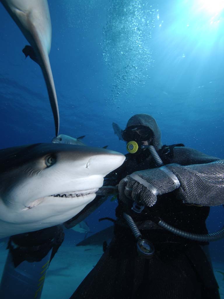 Bahamas Shark Dive 2008