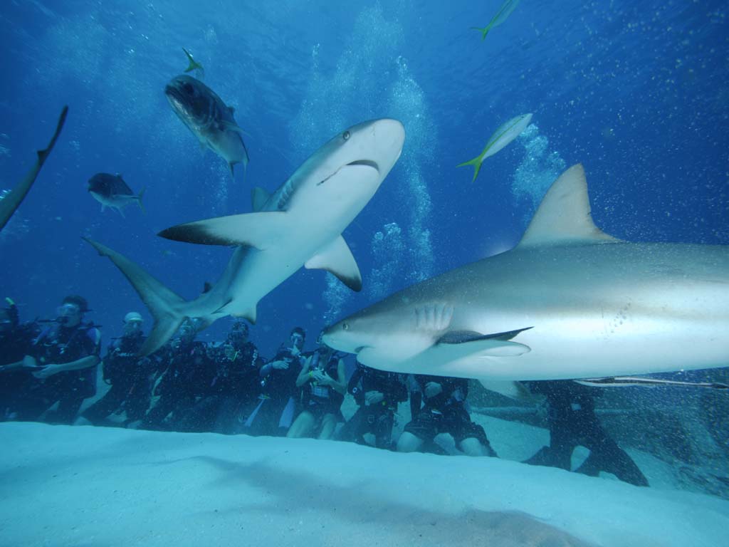 Bahamas Shark Dive 2008