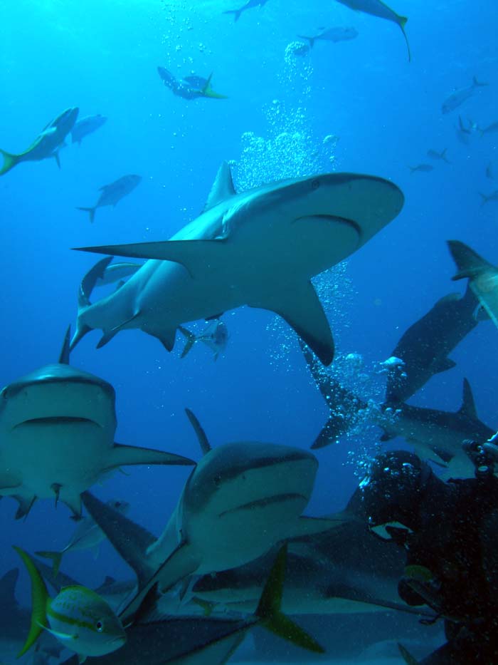 Bahamas  Shark Dive