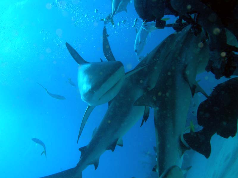 Bahamas Shark Dive