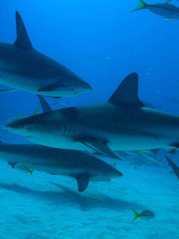 Bahamas Shark Dive